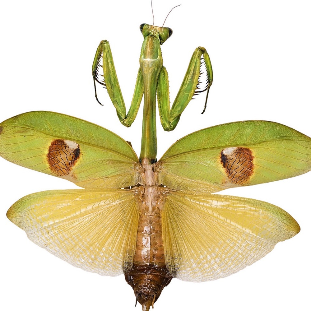 Meet your Posher, Azreal